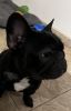 AKC Male Frenchie for Sale