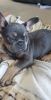 Male French Bulldog -5 months old