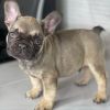 French bulldog looking for a forever home!!!