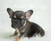 Frenchie French bull dogs