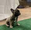 5 month old Frenchie