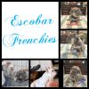 Frenchies looking for their furever home