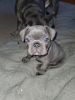 Frenchton puppies available for sale