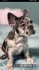 French Bulldog Puppies Needs A Home!