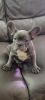 Blue French Bull Dogs AKC
