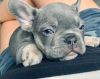 Adorable French bulldog puppies for free adoption