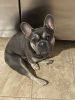 Make French Bulldog Puppy for sale