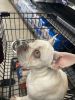 4 Month old Male French Bulldog for Sale