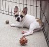AKC registered French Bulldogs!!