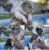 AKC French bulldog puppies