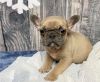 2 MALE BLUE FRENCH BULLDOGS FOR SALE .