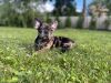 Adorable Baby Frenchton (Frenchie/Boston Terrier)