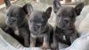 French Bulldog Puppies For Sale Orlando