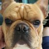 Thor the French Bulldog in NC