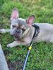 5 month frenchie male AKC registered