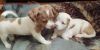 2 female Puppies Shih Tzu /French Bulldog mix that need Rehoming