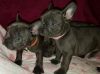 French bulldog puppies read for rehoming