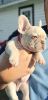 French bulldog fluffy carriers