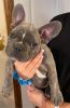 AKC registered French bulldogs