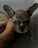 Merle frenchie for sale