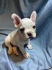 Frenchie Puppy for sale
