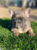 Frenchie Puppies