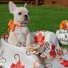 Adorable french bulldogs for sale