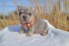 Lovely french bulldogs for sale