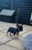 French Bull Puppies For Sale