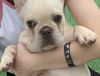 french bulldog puppies looking for there best friend to go home to