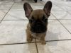 French bulldog for sale good price