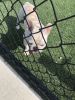 White frenchie looking for forever home
