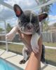 8 week frenchies looking for home