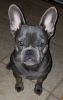 Rehome frenchie
