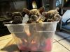 Frenchie puppies with Akc or non willing to adjust in rehoming fee