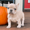 Fancy French Bulldog Puppies Available