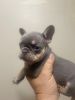 French Bulldogs 4 females and 5 males