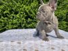 French Bulldog Puppies - Isabella Carriers!