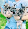 Adorable french bulldog puppy available