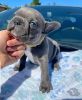 Precious french bulldog bella is available
