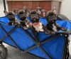Beautiful brindle French bulldog puppies