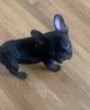 French bull dog puppy male