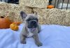 Male Frenchie Available