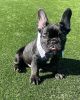 French Bulldog pups for sale