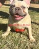 FRENCH BULLDOG MALES PRICED TO MOVE!