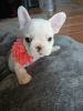 French bulldog puppies AKC registered and 2nd round of shots