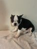 Frenchton puppies CKC registered