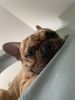 Male french bulldog 2 years old