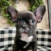 12 weeks French Bulldogs now