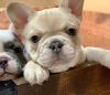 Gorgeous, lovable Frenchie puppy